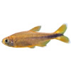 silver tip tetra