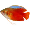 dwarf gourami