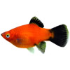 platy