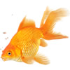 fantail goldfish