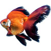 ryukin goldfish