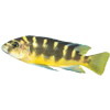 bumblebee african cichlid