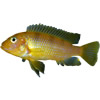 kenyi african cichlid