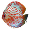 discus