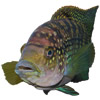 jack dempsey cichlid