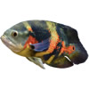 oscar cichlid