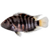 zebra cichlid