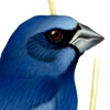 blue brazilian grosbeak