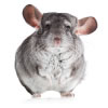 chinchilla