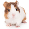 guinea pig