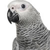 congo african grey