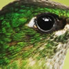 humming-bird