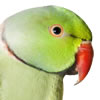 african ringneck