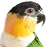 caiques - black-headed parrot 