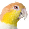 caiques - white bellied parrot