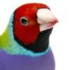 gouldian finch 