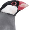 java sparrow