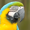 blue and yellow macaw