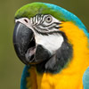 blue and yellow macaw