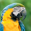 blue and yellow macaw