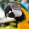 blue and yellow macaw