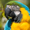 blue and yellow macaw