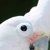 goffins cockatoo