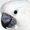 goffins cockatoo