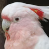 major mitchells cockatoo