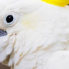 moluccan cockatoo