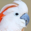 moluccan cockatoo