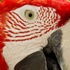 red and green macaw