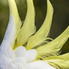 sulphur crested cockatoo