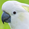 sulphur crested cockatoo