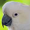 sulphur crested cockatoo