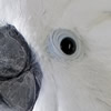 umbrella cockatoo