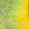 african parrots - senegal's  parrot