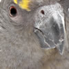 african parrots - meyer's parrot