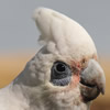 bare eyed cockatoo