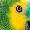 blue fronted amazon