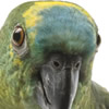 blue fronted amazon