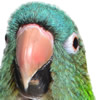 blue crowned conure