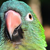 blue crowned conure