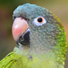 blue crowned conure