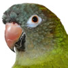 blue crowned conure