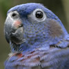 blue headed parrot