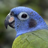 blue headed parrot