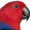 eclectus roratus parrot