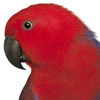 eclectus roratus parrot