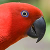 eclectus roratus parrot